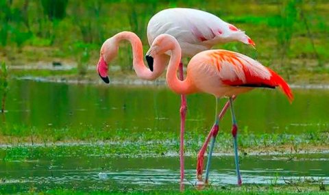 Туркменистан сохраняет природное наследие Каспийского побережья