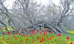 В Туркменистане опубликовали монографию о климатической устойчивости
