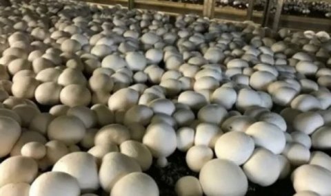 В Ахалском велаяте Туркменистана успешно выращивают грибы для рынка и экспорта