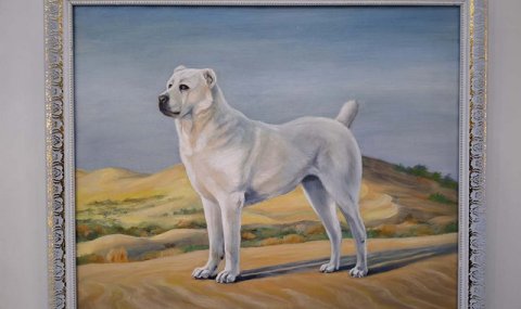 В Туркменистане состоялся конкурс ко Дню туркменского алабая