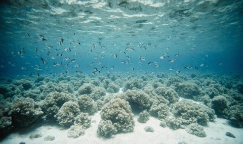 Российские ученые выявили новый вид морских козочек