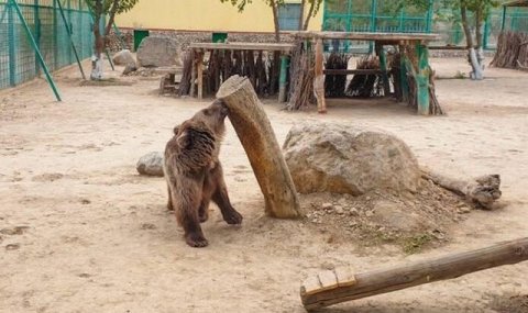 Ашхабадский зоопарк примет бурую медведицу из Москвы