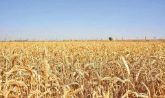 Пшеничные поля Лебапского велаята получают минеральную подкормку и полив