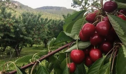 Туркменистан впервые экспортирует черешню в страны СНГ