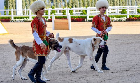 В Ашхабаде прошёл торжественный день туркменского алабая
