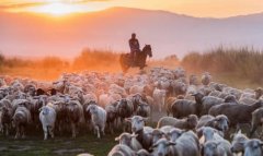 Животноводы Ахалского велаята проводят подготовку к окотной кампании