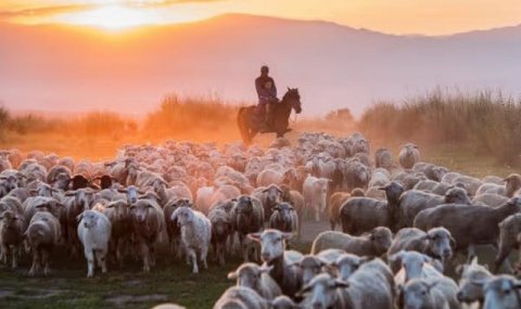 Животноводы Ахалского велаята проводят подготовку к окотной кампании