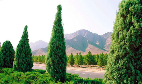 В лесном хозяйстве Дашогузского велаята ведется сбор семян туи