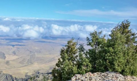 В горах Большого Балхана растет туркменский можжевельник