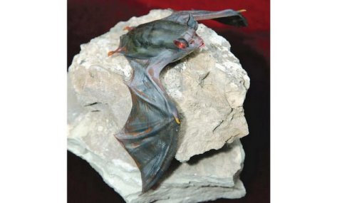 В музее Туркменистана открылась экспозиция о редких летучих мышах