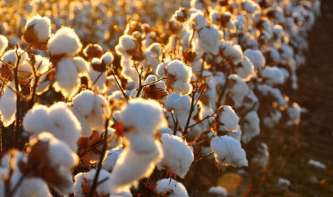 Фабрика «Serdar» в Дашогузе усиливает производство пряжи в Туркменистане