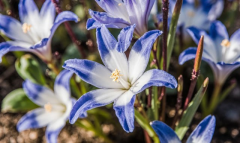 В Узбекистане планируют высадить 150 млн цветов за месяц