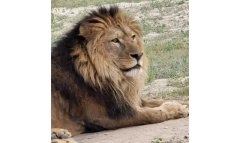 Национальный музей живой природы Туркменистана пополнился львами