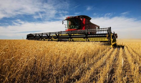 В Дашогузском велаяте продолжается уход за зимней пшеницей