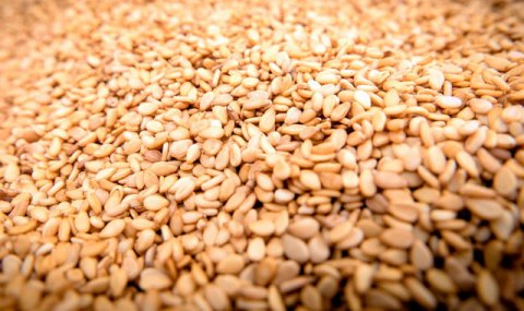 В Дашогузском велаяте собран высокий урожай кунжута