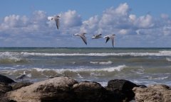 Туркменистан усиливает экологическую защиту Каспийского моря