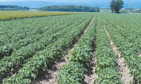 Туркменские аграрии наращивают производство картофеля и овощей