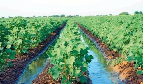 В Марыйском велаяте продолжаются работы по уходу за хлопчатником
