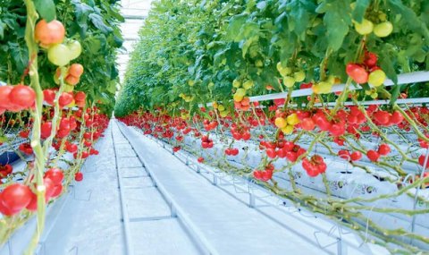 В Туркменистане усиливают поддержку аграрного предпринимательства