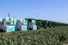 В Туркменистане стартовал сбор урожая хлопка