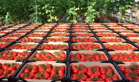 ИП «Ahmet Haýdar» увеличивает урожай томатов в Лебапском велаяте Туркменистана