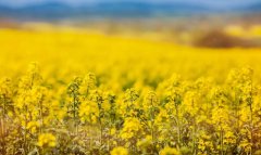 В Туркменистан доставлена первая партия рапсового шрота из России