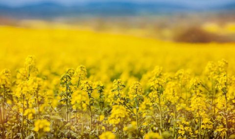 В Туркменистан доставлена первая партия рапсового шрота из России