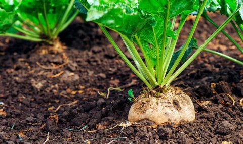 Сельхозпроизводство Туркменистана развивается высокими темпами