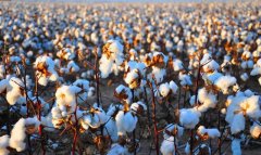 Аграрии Мургабской долины выходят на финишную прямую посевной кампании