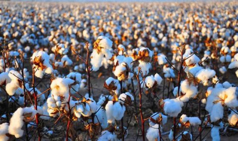 Аграрии Мургабской долины выходят на финишную прямую посевной кампании