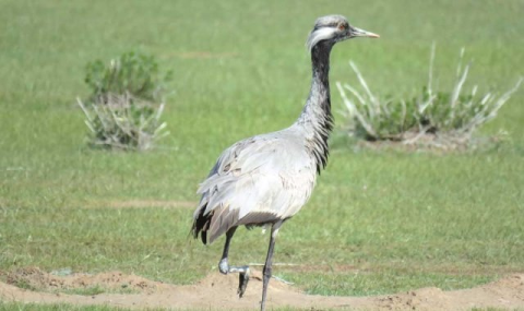 Туркменистан создаёт Таллымердженский заказник для редких птиц