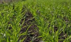 В Дашогузском велаяте продолжается уход за озимой пшеницей