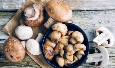 На севере Туркменистана запущена современная грибная теплица