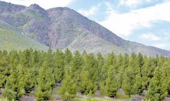 В Туркменистане усиливают меры по предотвращению лесных пожаров