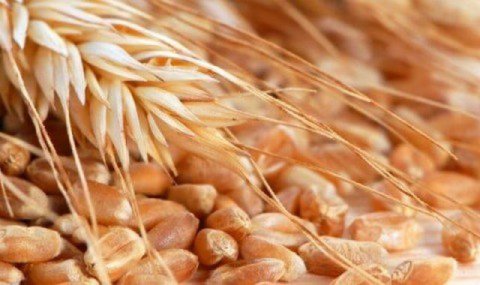 РАН прогнозирует сохранение Россией лидерства в экспорте пшеницы в 2025/2026 году