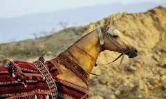 Туркменистан поддержал резолюцию ООН о провозглашении Всемирного дня лошади