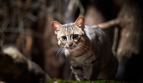 Восточно-китайская пещера раскрывает тайны древних кошек