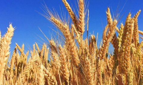 На западе Туркменистана успешно проводится осенний сев озимой пшеницы