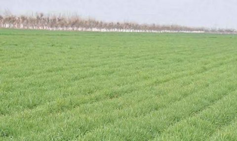 В Дашогузском велаяте ожидают высокий урожай озимой пшеницы