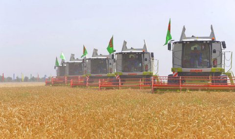 Сельское хозяйство Туркменистана демонстрирует устойчивый рост