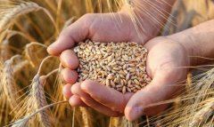 В Дашогузском велаяте продолжается уход за посевами озимой пшеницы