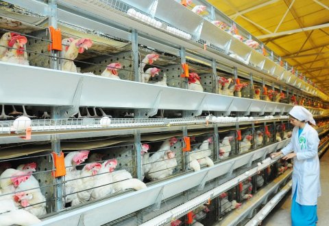 Птицефабрика в Дашогузском велаяте: Современные технологии и высокая продуктивность