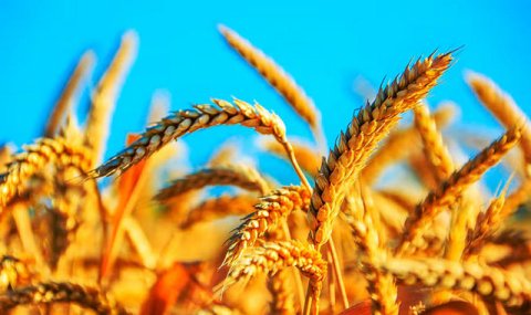 Аграрии Ахалского велаята создают условия для высокого урожая пшеницы