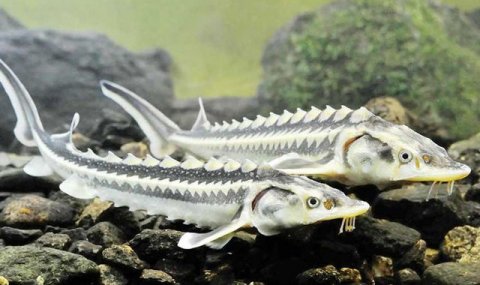 Туркменистан укрепляет устойчивое рыбоводство и сохраняет культурные традиции