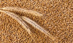 В Ахалском велаяте продолжается уход за пшеницей и подготовка полей