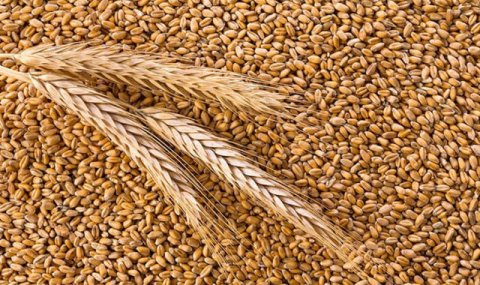 В Ахалском велаяте продолжается уход за пшеницей и подготовка полей