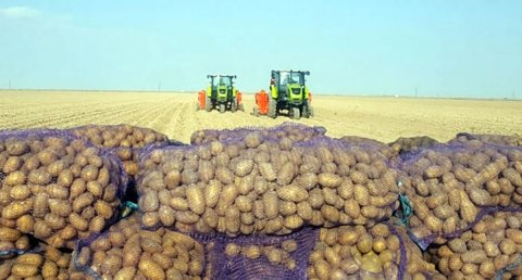 Научные исследования по повышению урожайности картофеля в Дашогузском велаяте