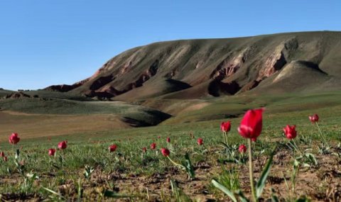 В Туркменистане зацвели редкие виды тюльпанов