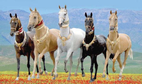 В Туркменистане готовят конный пробег «Амуль–Хазар» к 35-летию независимости