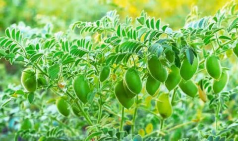 Аграрии Туркменистана начали посев нового сорта нута Bagtyýar